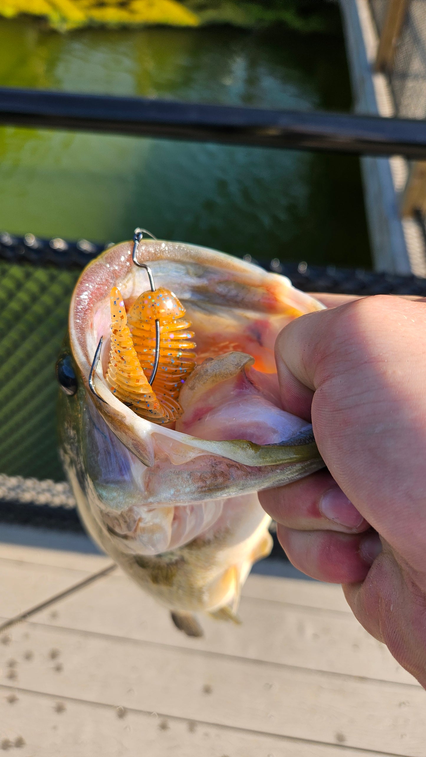 3.8" Gilley - 6 Pack